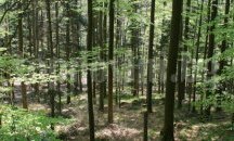 Държавните горски предприятия започват изкупуването на малки частни гори