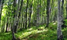 Североизточно държавно предприятие стартира процедура за закупуването на малки частни гори