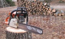 Заловиха контрабандист на иглолистна дървесина