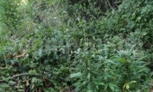 Откриха четири ниви канабис с капково напояване в Пловдивско