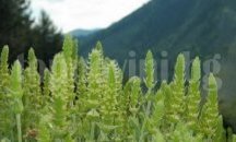 Глобиха четирима за мурсалски чай