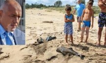 Премиерът се захваща с мъртвите делфини по Черноморието