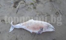 Мъртви делфини са забелязани и край Дуранкулак