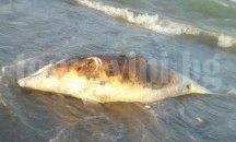 Мъртвите делфини от Бургас не са умрели от рибарските мрежи