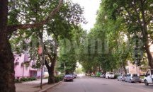 И архитекти ще спасяват чинарите в Силистра