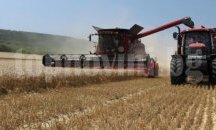 Земеделските стопани в Лудогорието прибраха над 278 200 тона пшеница