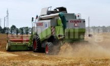 Произведената пшеница в област Добрич надхвърли миналогодишната реколта