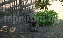 Кръщават Барби и Кен двойката кенгуру в зоопарка в Добрич