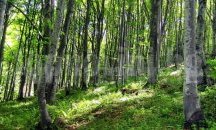 Собствениците на частни гори в Шуменско могат да ги продават на държавата