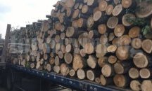 Иззеха автомобили с незаконна дървесина в Божевци