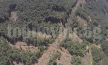 Уволниха горски заради сечта край Сърница, написаха и 18 акта