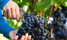 Безработицата в Търговище падна под 15 %