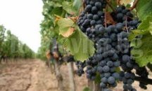 41 хиляди лева допълнителна субсидия получава шуменски лозар