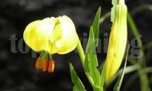 Ученици от Троян събраха редки растения в Балкана