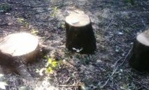 Граждани недоволстват: Изсякоха почти 100 дървета от парк в "Лозенец“