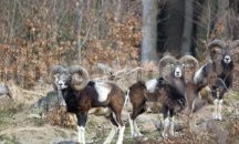 Трофей от отстрелян край Балчик муфлон е втори след този на Тодор Живков