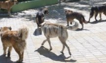 В Девня правят модерна клиника за бездомни кучета