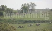 Отдават под наем 690 декара общински пасища и мери в Търговище