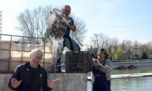 Хвърлят тон и половина шаран и каракуда в Гребния канал в Пловдив