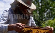 Пчелари искат обезщетение заради въздушното пръскане