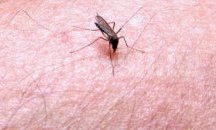 Днес ще се извърши повторна обработка срещу комари в Горна Оряховица
