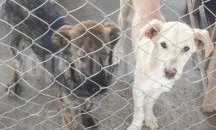 Започва кастрация на бездомни кучета в Търговище