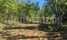 Наказват горски от Маджарово за незаконна сеч