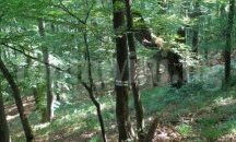 Работник пострада при рязане на дърво с моторен трион в Кубратско