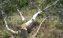 Глобиха старозагорец за отсечени орехи край река Бедечка