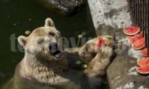Сладолед и басейн са екстрите в жегата за мечките в зоопарка в Добрич