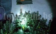 Полицията в Добрич откри 5 кг канабис в домашна оранжерия