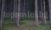 Осиновиха първата българска гора