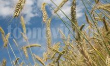 Въпреки ниските цени на зърното, производителите са принудени да продават
