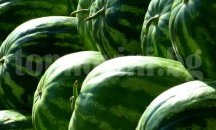 13 600 декара с дини и пъпеши има в област Добрич