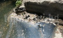Проверяват река Чепеларска заради мъртва риба