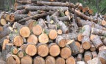 Осигуряват дърва за 2 500 семейства в община Търговище