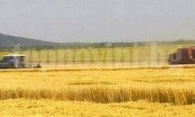 Прибраха пшеницата в Сливенско