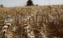 За първи път от 20 години изнасяме зърно директно за арабските страни