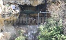 Млади египетски лешояди вече летят свободно край Русенски Лом