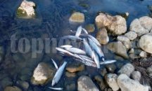 РИОСВ – Пловдив събра близо 62 хил.лв от санкции, глобени са и от "Агрия" АД