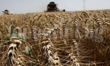 Рекорден добив на пшеница у нас - 5,6 млн. тона за година