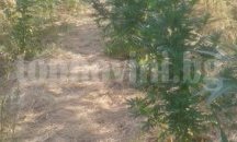 Заловиха старозагорци гледали марихуана в гората