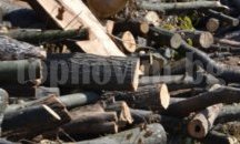 Полиция удари депо за бракониерски дърва за огрев