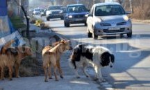 Увеличава се броят на заловените бездомни кучета в страната