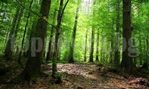 47 заявления за закупуване на частни гори са подадени до момента към СИДП