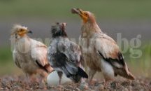 Отбелязват Международния ден на лешоядите в Русе