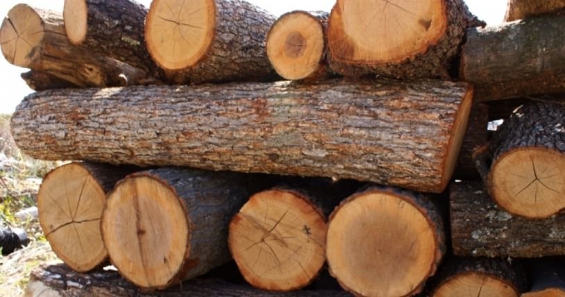 Измами с евтини дърва за огрев в Разградско