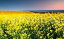 Засушаването бави сеитбата на есенниците в Шуменско