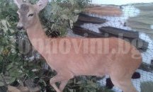 Трофейна изложба бележи 120 години Ловно-рибарско дружество Сливен