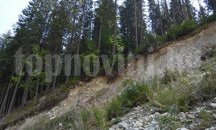 Обследват най-старото дърво у нас